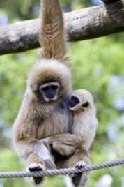 white handed gibbon