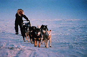 dog sled in snow