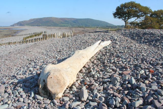 porlock shore