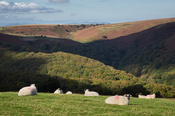 sheep on the Quantocks