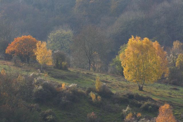 near boxhill