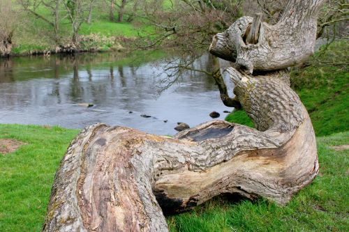 riverside tree