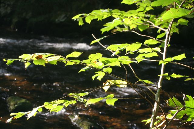 leaves at lynmouth