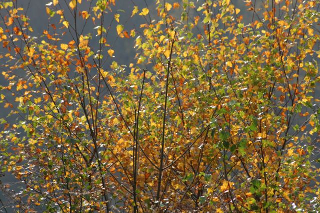 orange leaves