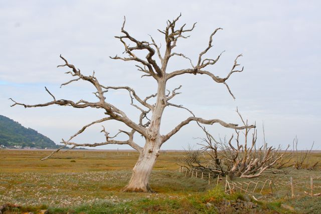 porlock weir trees