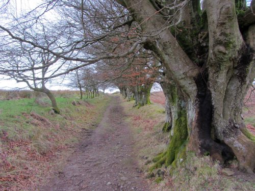 loch lomond trees